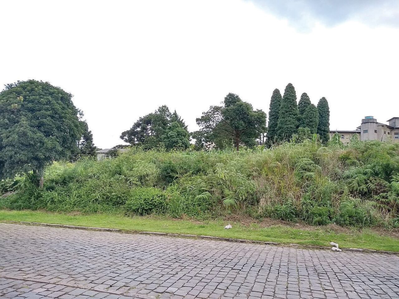 Foto: Francisco Rocha 3 - São 3.600m², avaliados em mais de 2,5 milhões de reais
