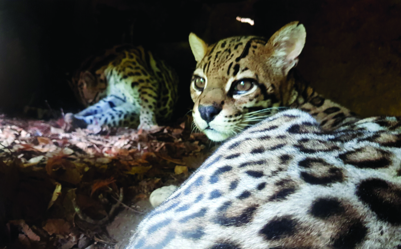 03 - braba que é uma jaguatirica