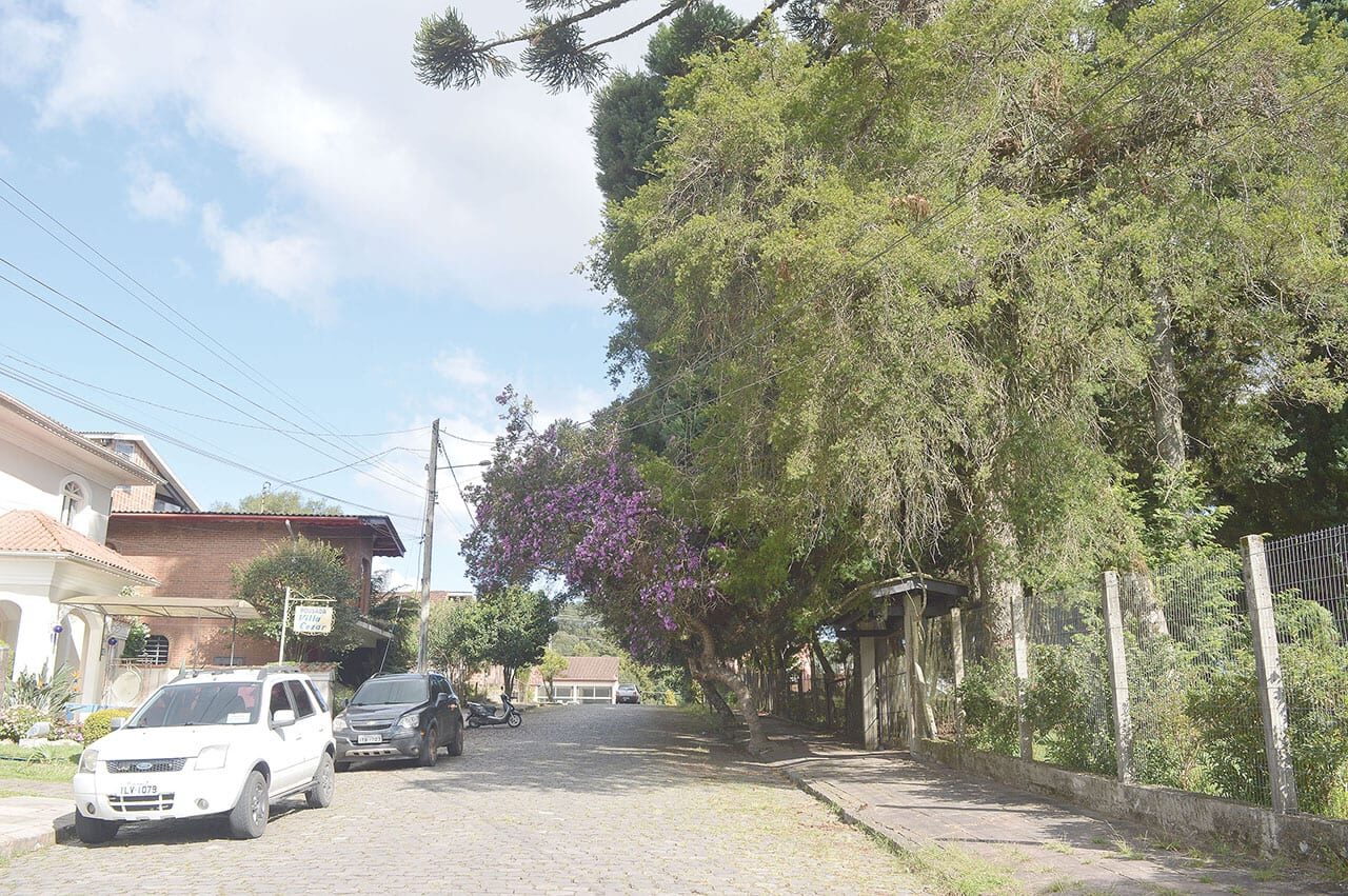 Fotos: Francisco Rocha - Árvores impedem o fluxo de veículos, forçam a rede elétrica e oferecem riscos de cair