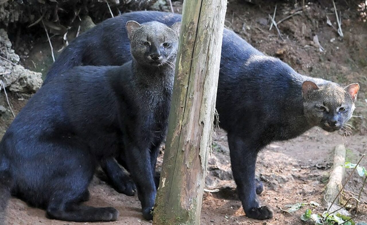 Foto: Divulgação Gramadozoo/Halder Ramos