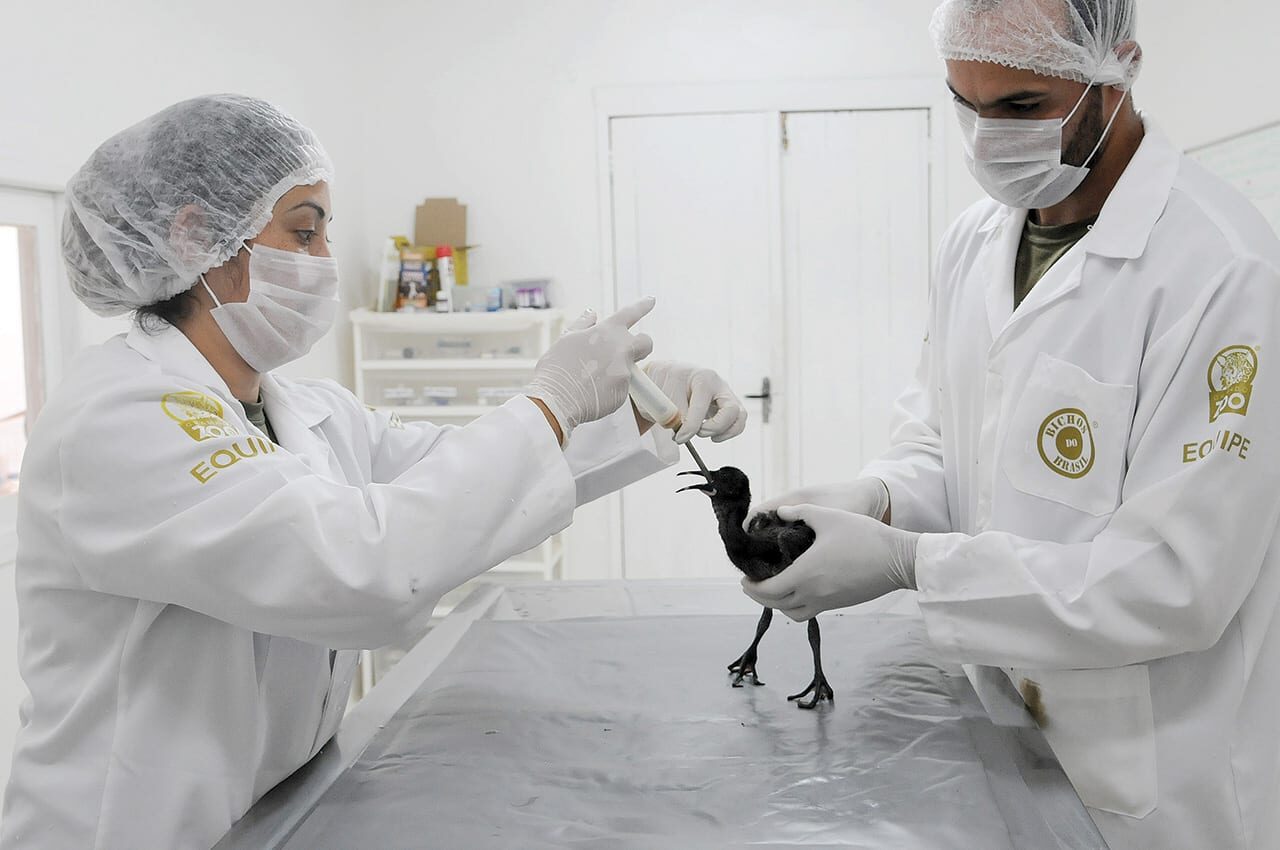 Foto: Divulgação Gramadozoo/Halder Ramos