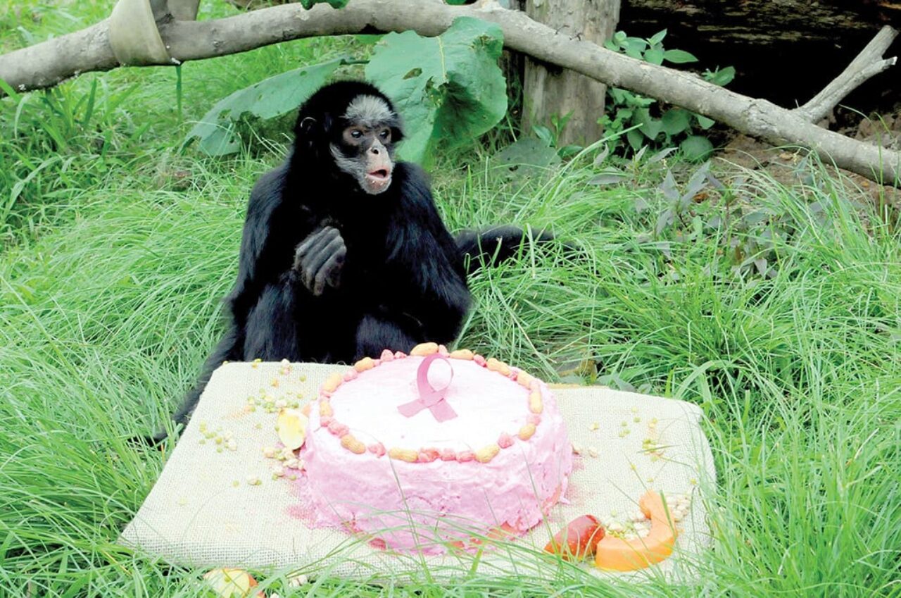 13 - Gramadozoo