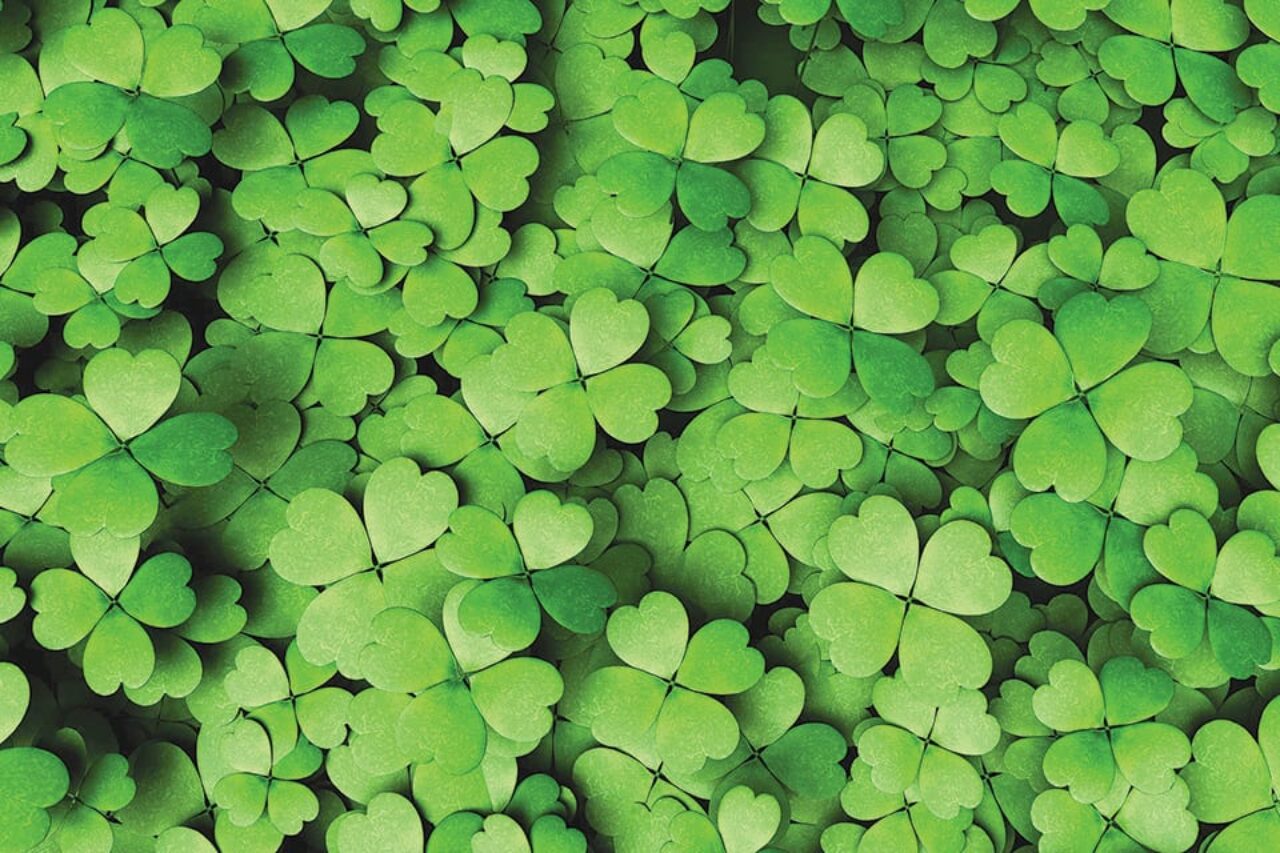 Expanse of four-leaf clovers