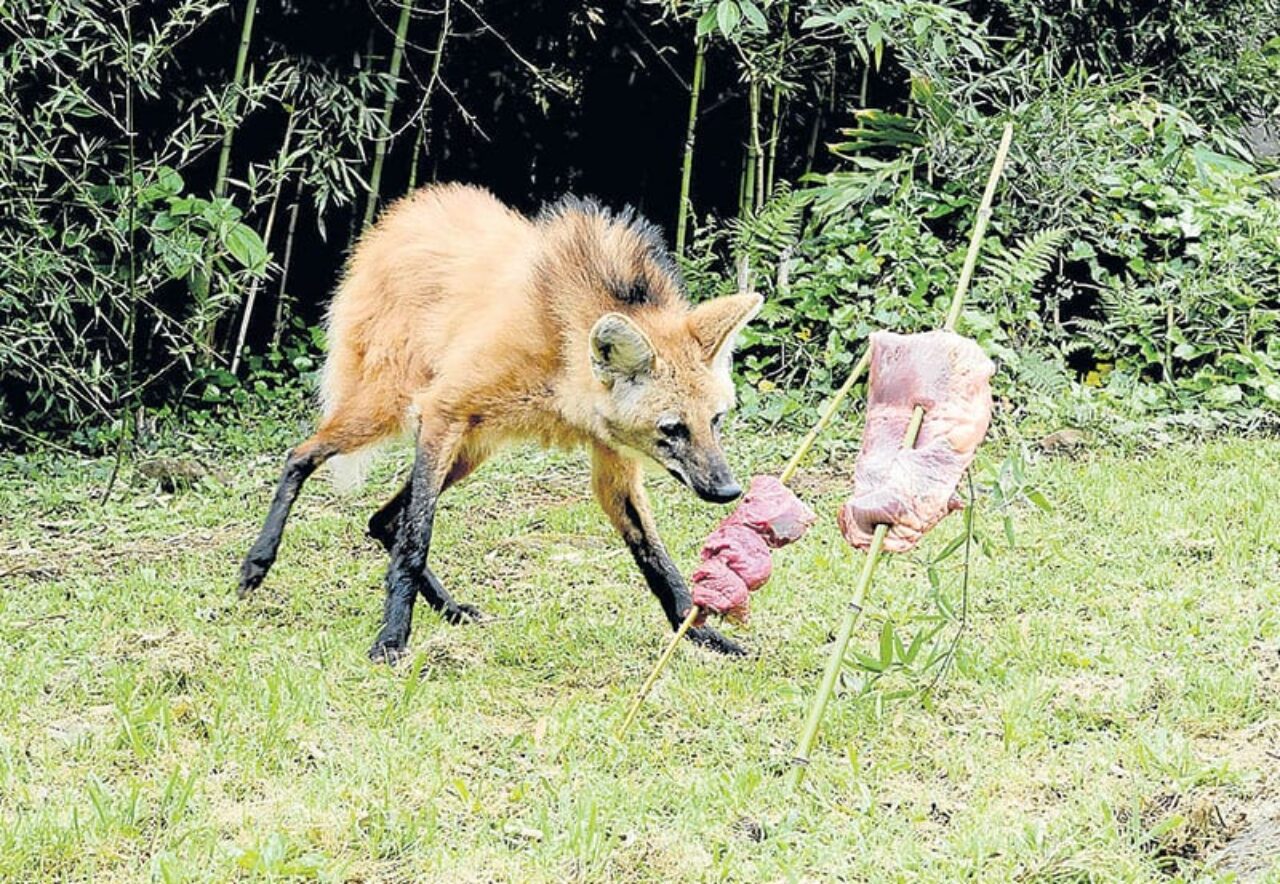 Foto: Halder Ramos - A fêmea de logo-guará é um dos animais que está no parque desde a abertura do zoo