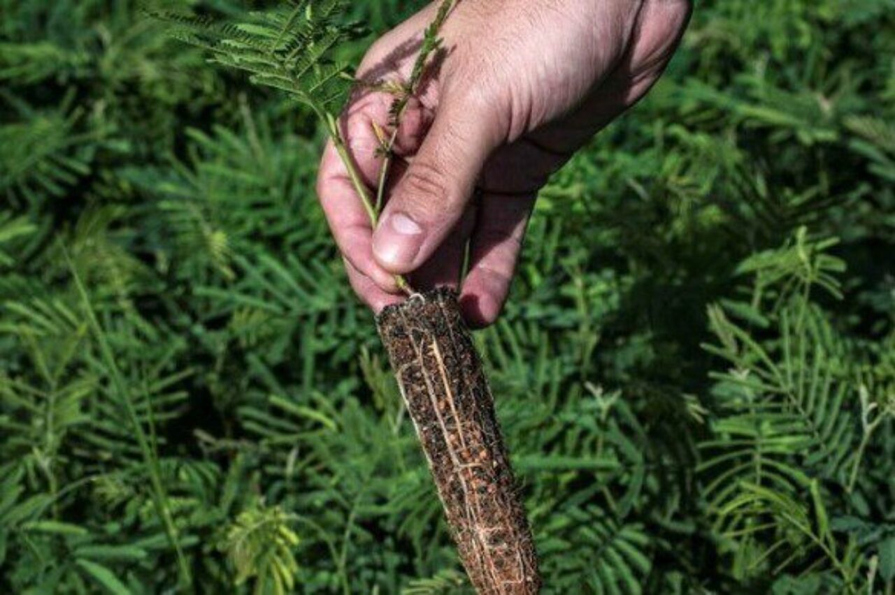 Acacia