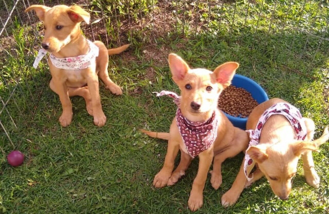 Adoção de animais