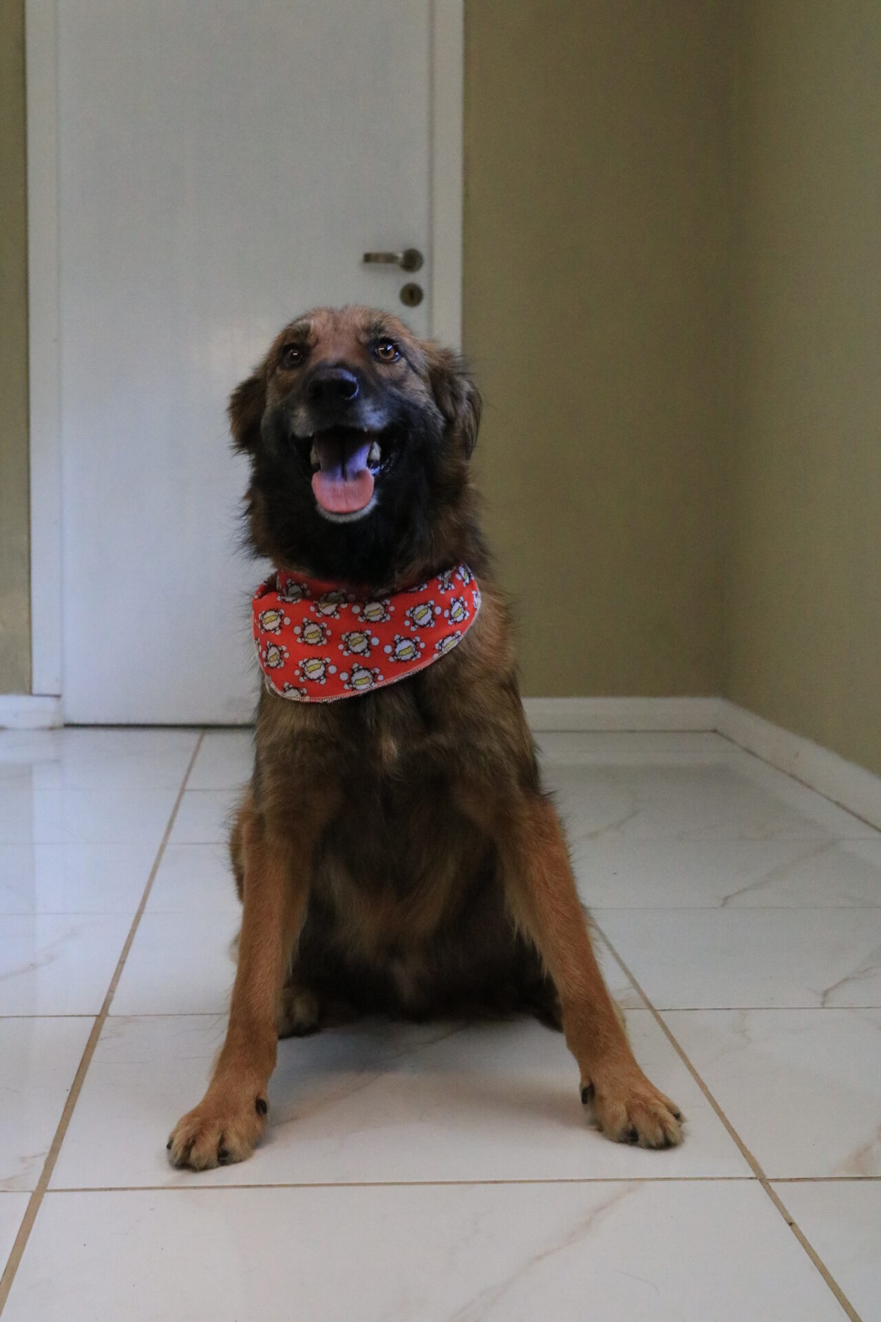 Aloncio, de 2 anos e porte grande é um dos animais disponíveis para adoção