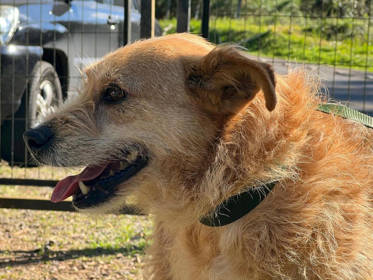 Animais abrigo (1)