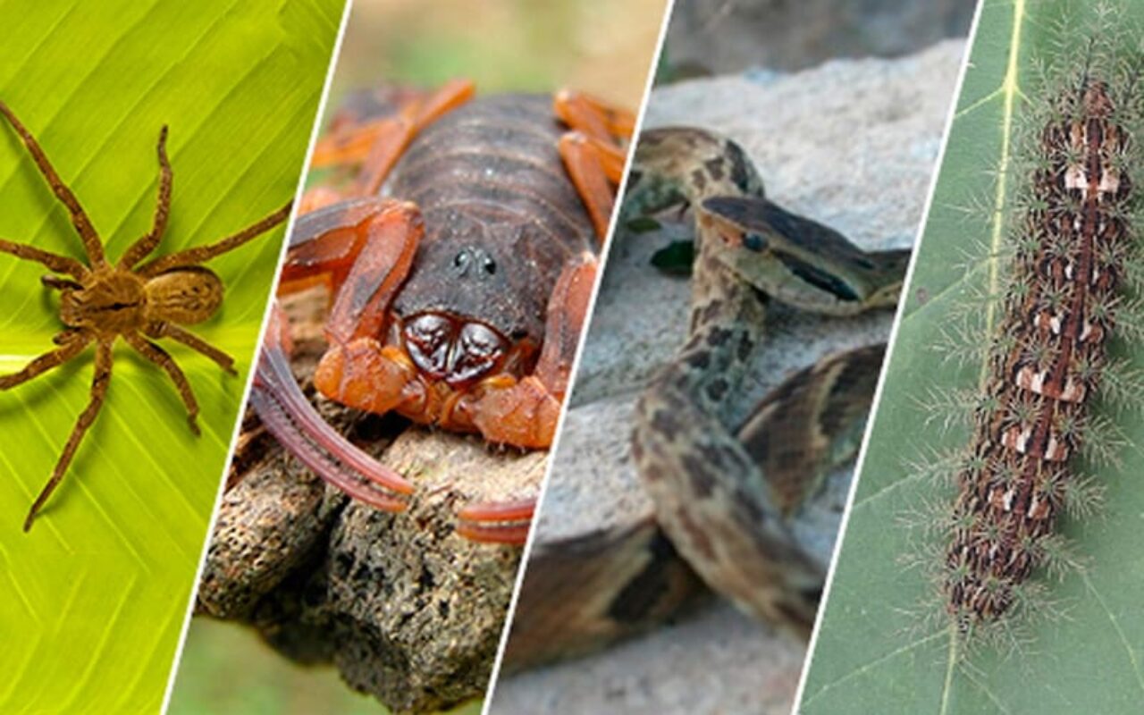 Animais peçonhentos