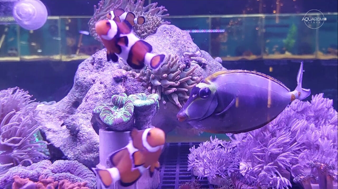 Peixe-palhaço (Nemo) e cirurgião-patela (Dory), os protagonistas do sucesso "Procurando Nemo" de 2003
