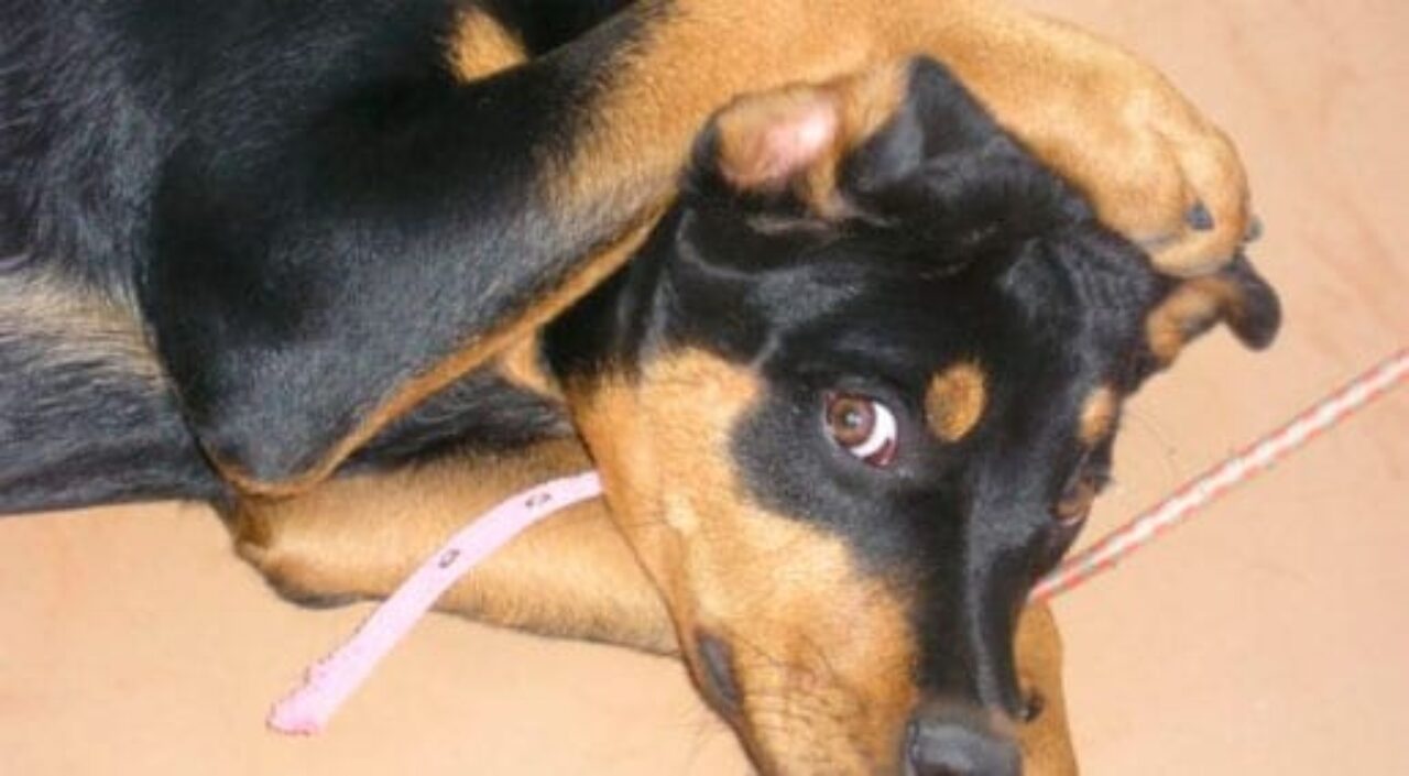 Cachorro-com-Medo-de-Fogos-16