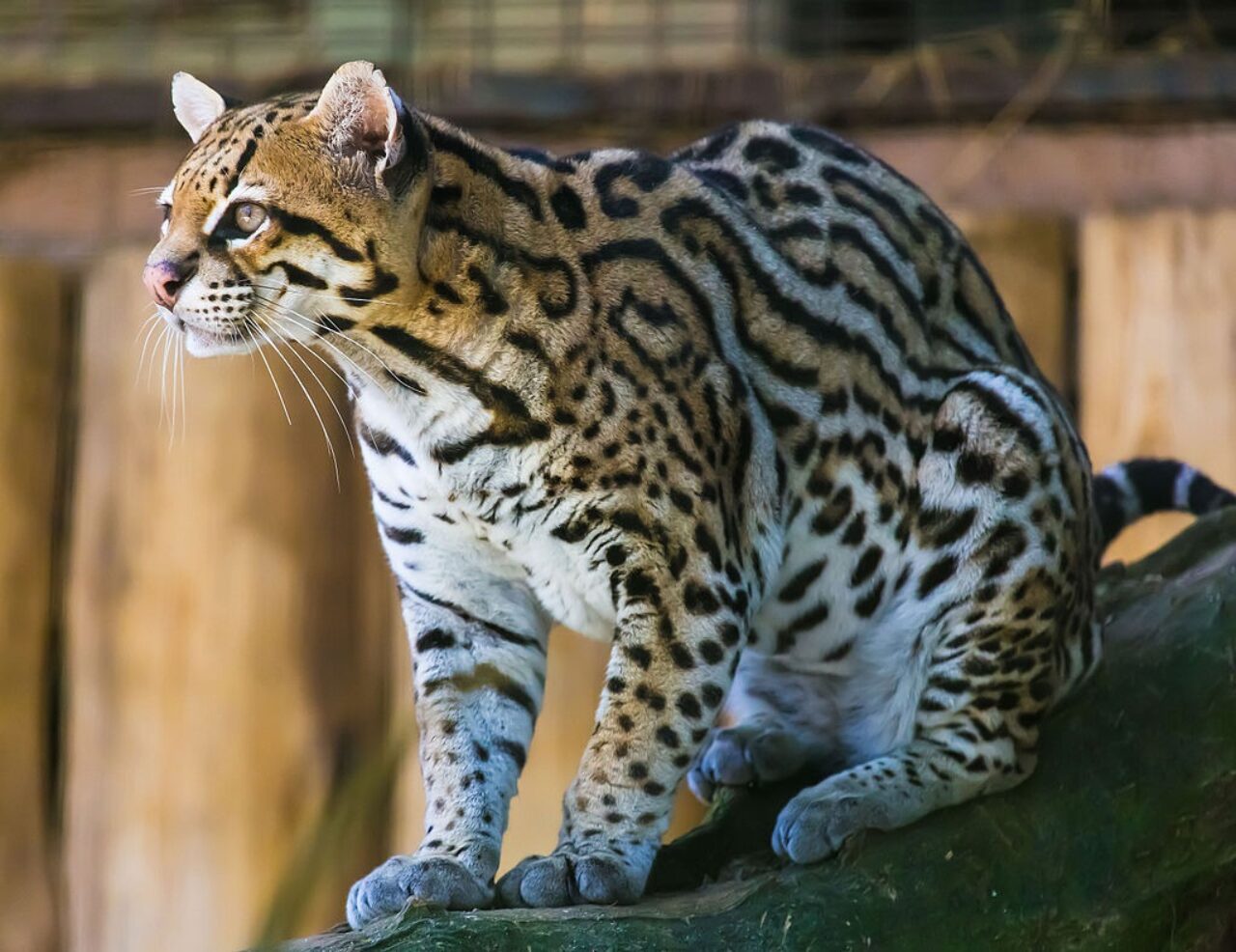Jaguatirica é uma das espécies em risco que são encontradas na APA - Foto: Divulgação