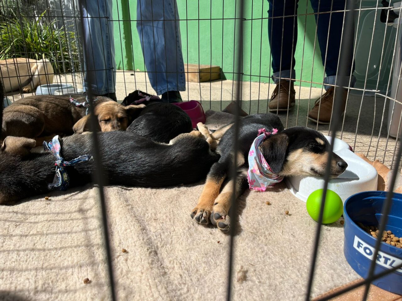 Castração dos animais beneficia cães e gatos, além de contribuir toda a comunidade.