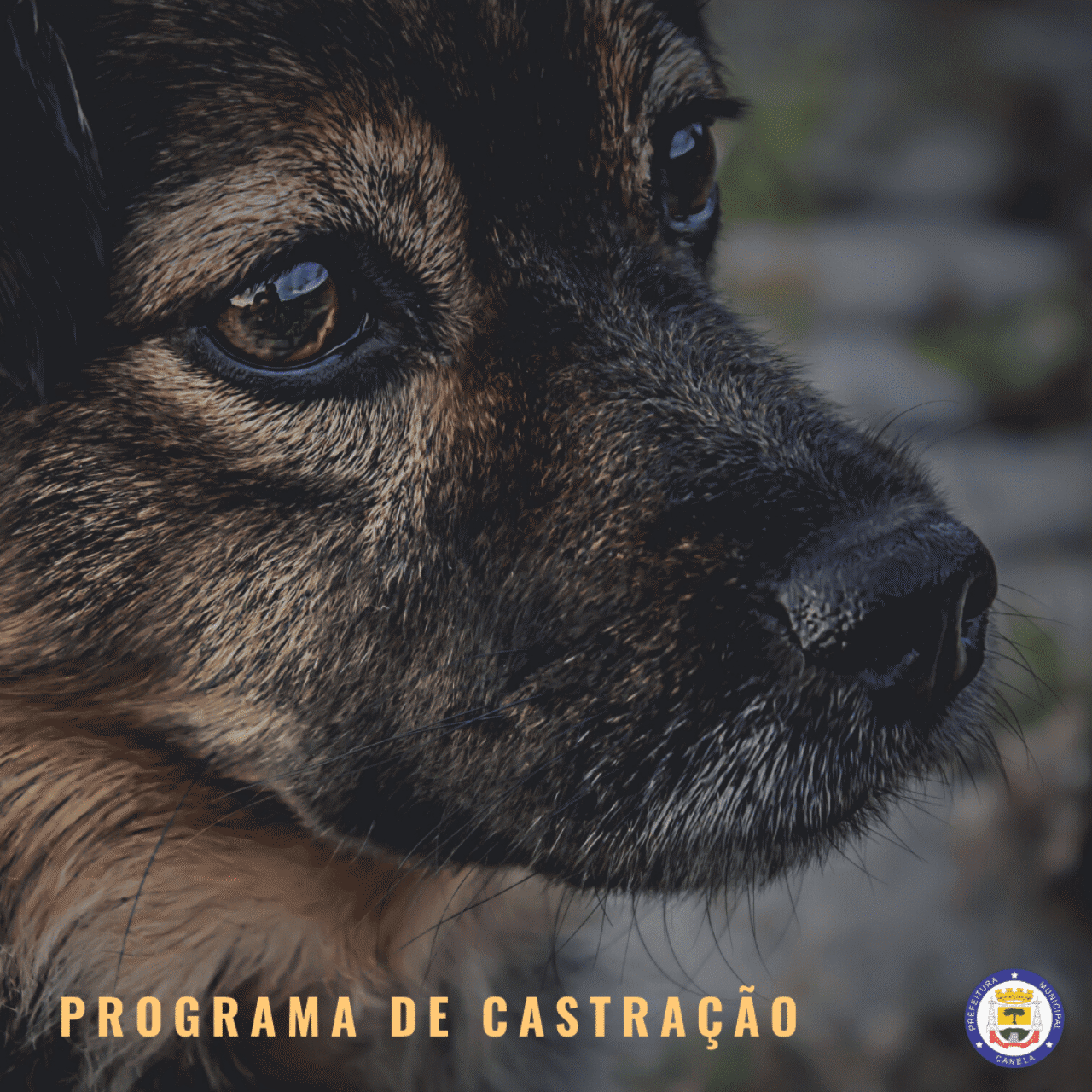 Castração