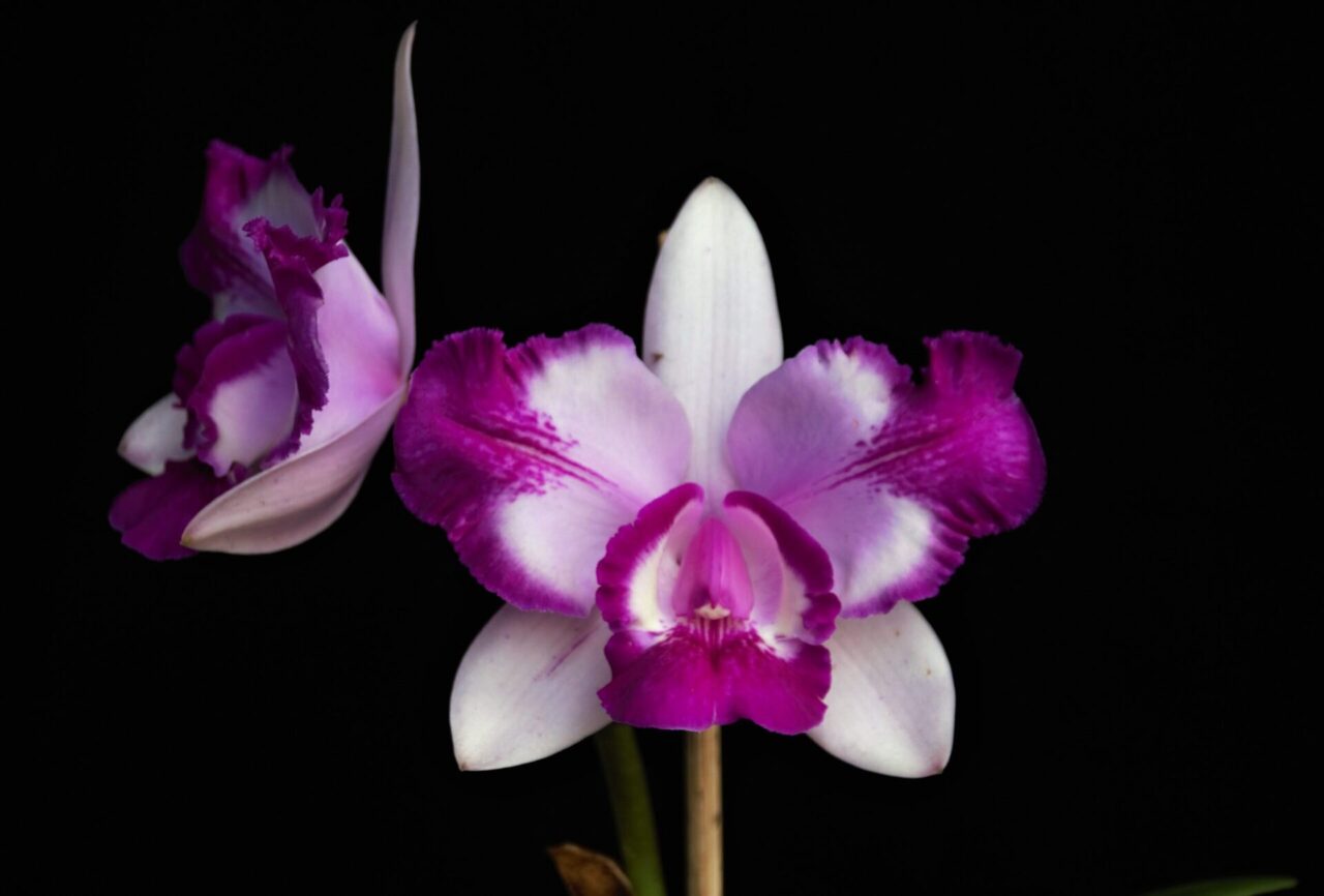 Cattleya-intermedia-flamea