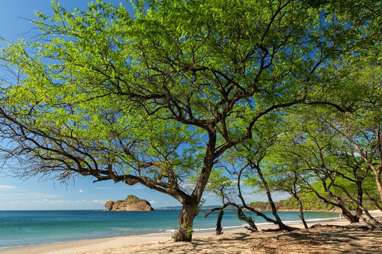 A Árvore da Integração, celebra 10 anos de história em 2025, com uma homenagem especial à Costa Rica


Créditos: banco de Imagens da Costa Rica | pt.visitcostarica.com/
