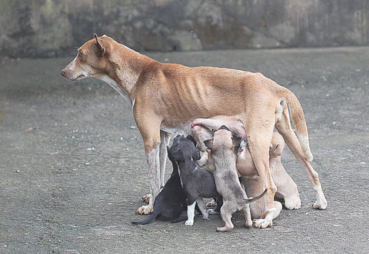 Cães Capa 1