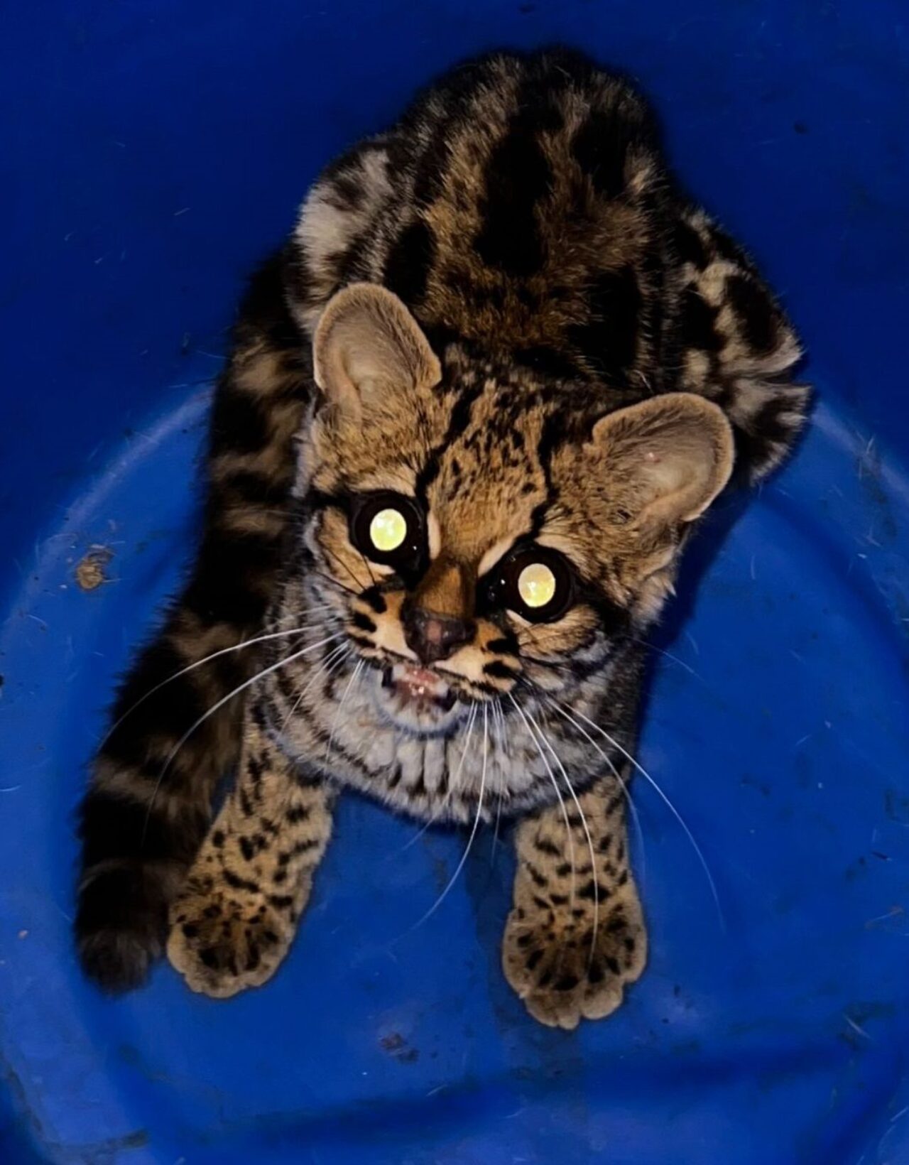 Foto: Divulgação/Zoo da UCS.