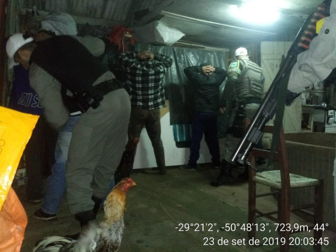 Galos de Combate