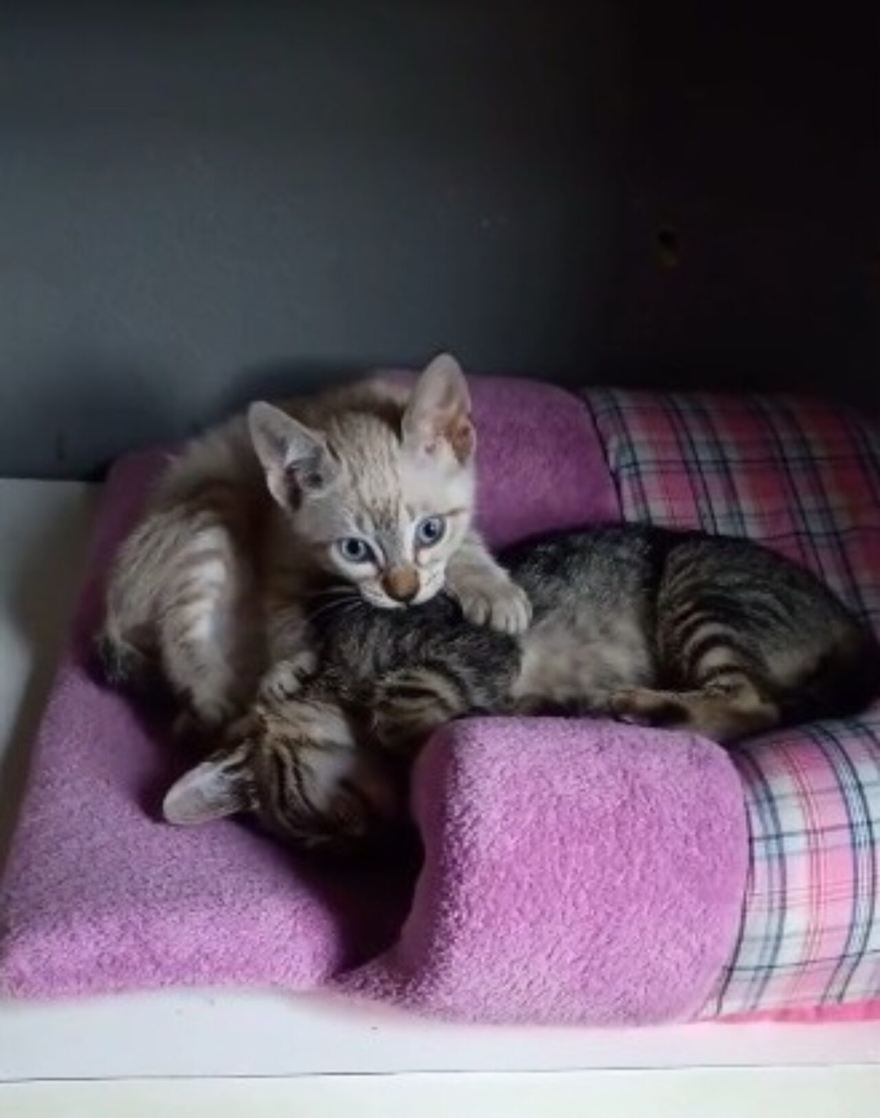 Gatinhos recolhidos pelo Cempra estão para adoção - Divulgação