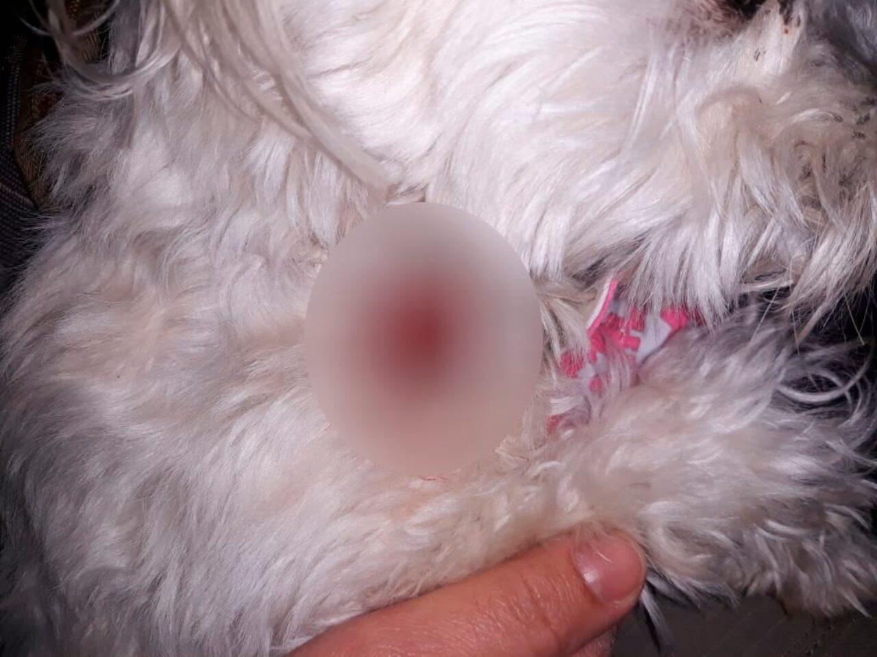 Gramado – Homem é preso após disparar com espingarda de pressão contra cachorro1