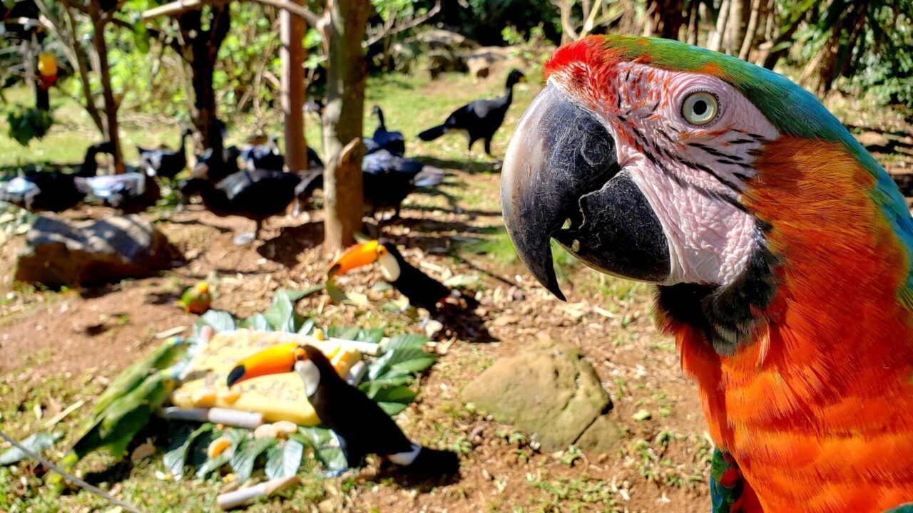 Gramadozoo3