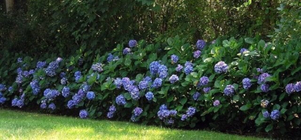 Hortênsias2-640x298