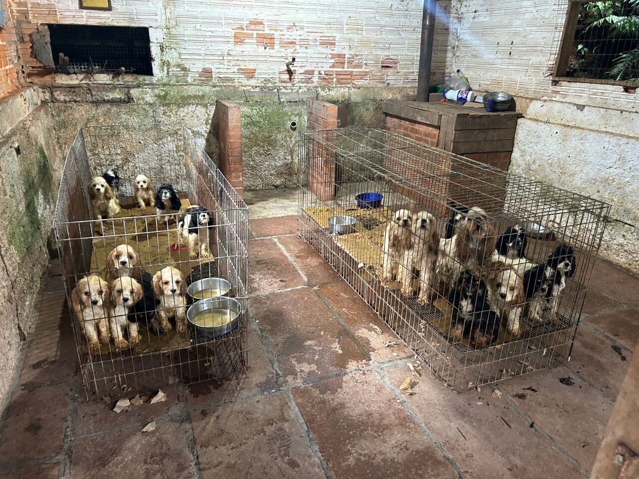 Imagem do WhatsApp de 2025-02-18 à(s) 17.34.50_29f7b332