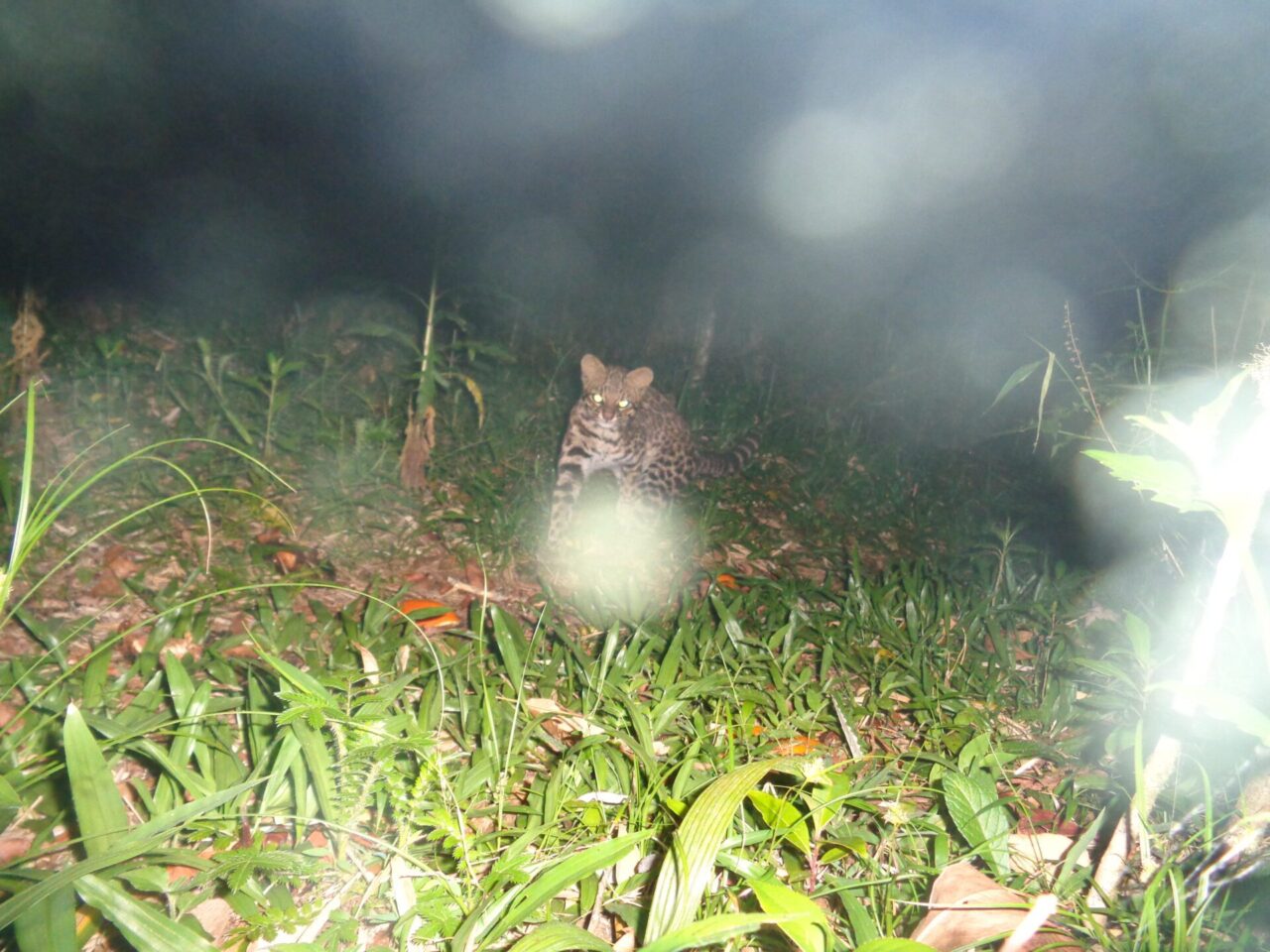 Leopardus-sp