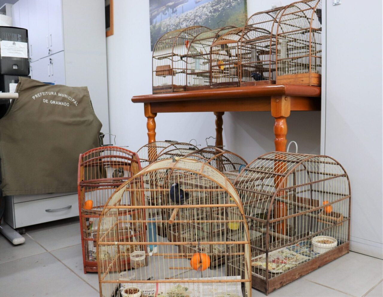 Meio Ambiente e Patram apreendem pássaros silvestres em Gramado