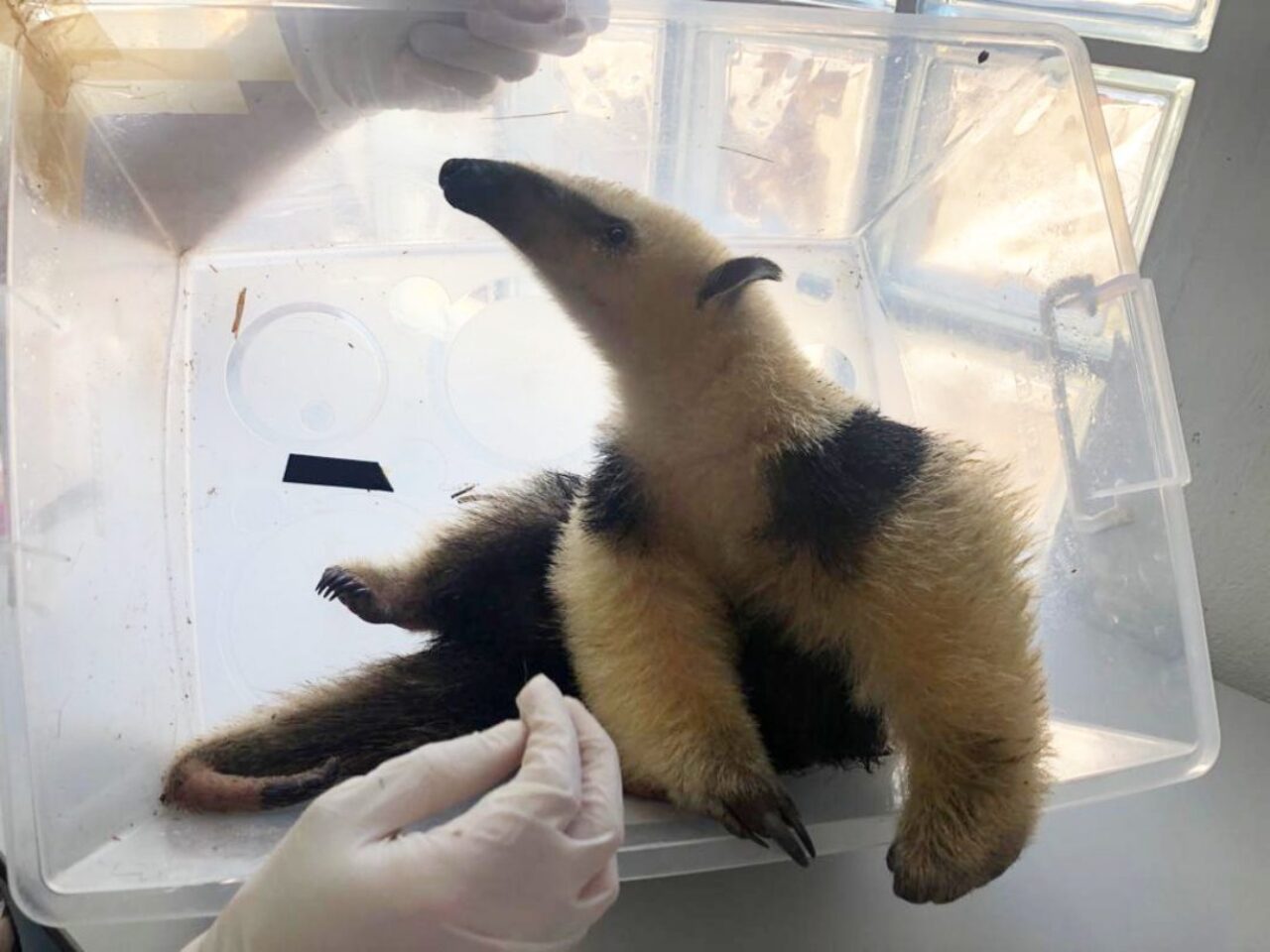 Meio-ambiente-Tamandua