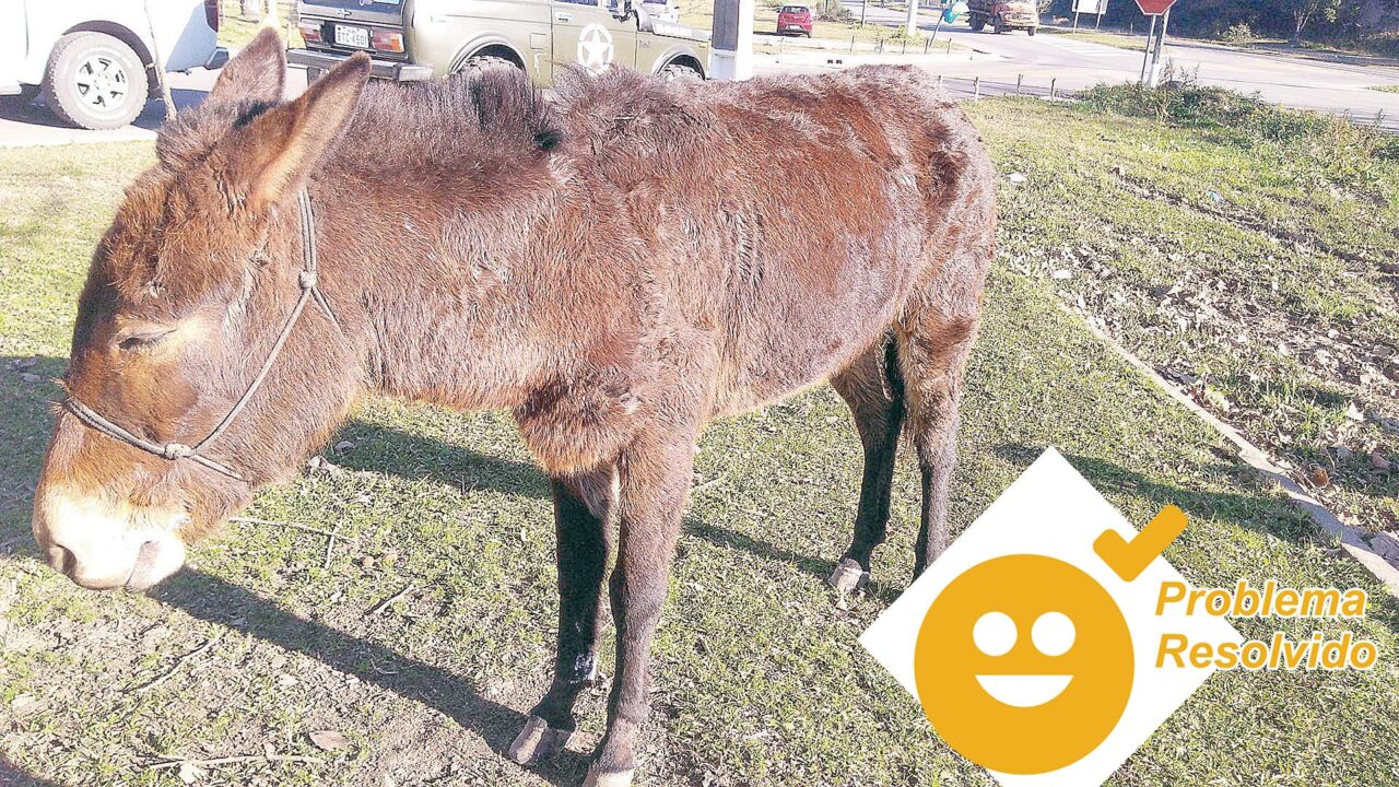 Mula que sofreu maus tratos - ontem