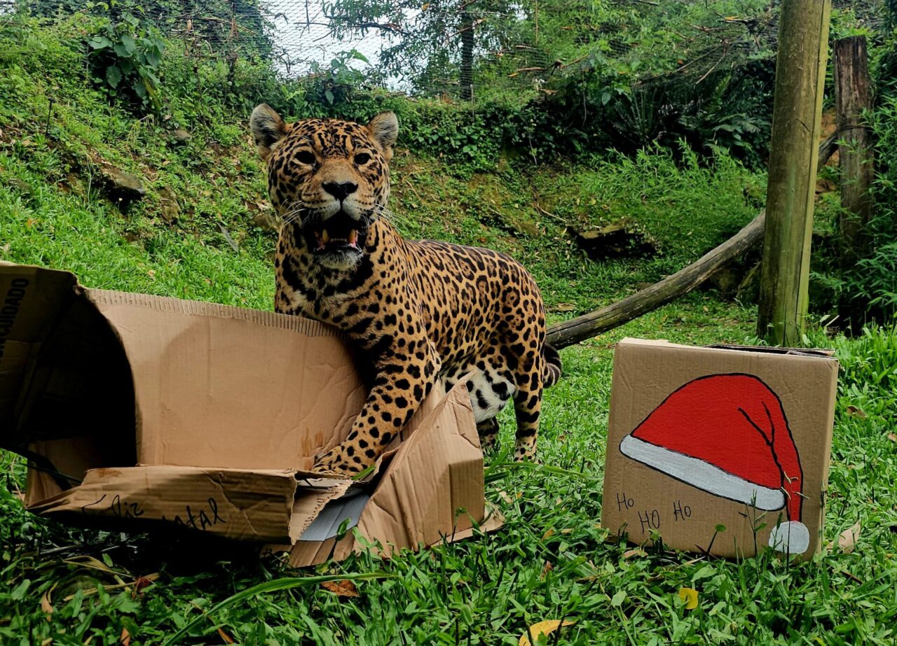 Natal_onca_pintada2