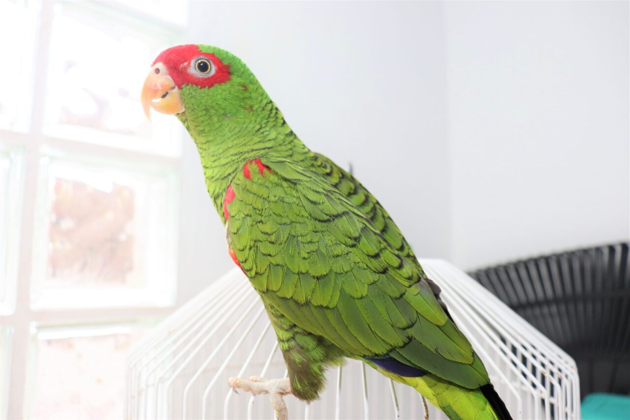 Papagaio