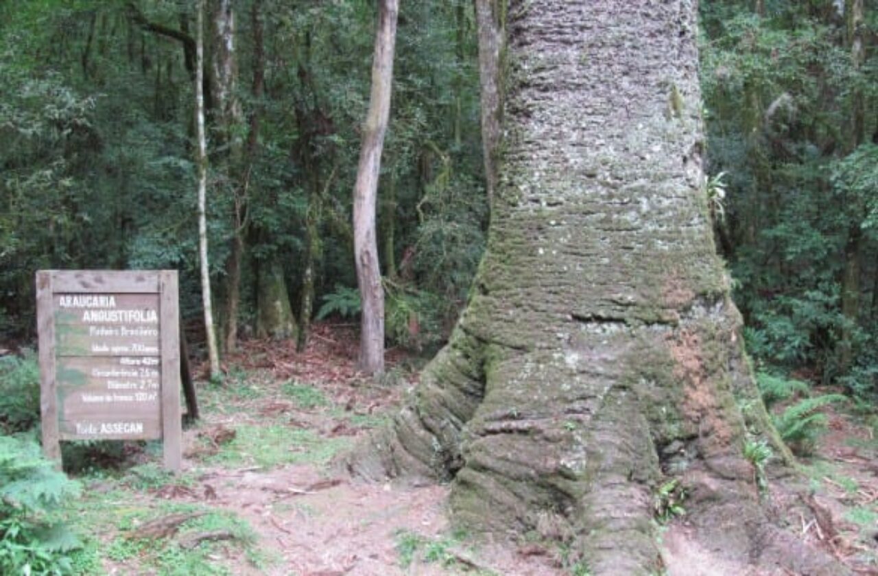 Foto: Reprodução - Parque do Pinheiro Grosso