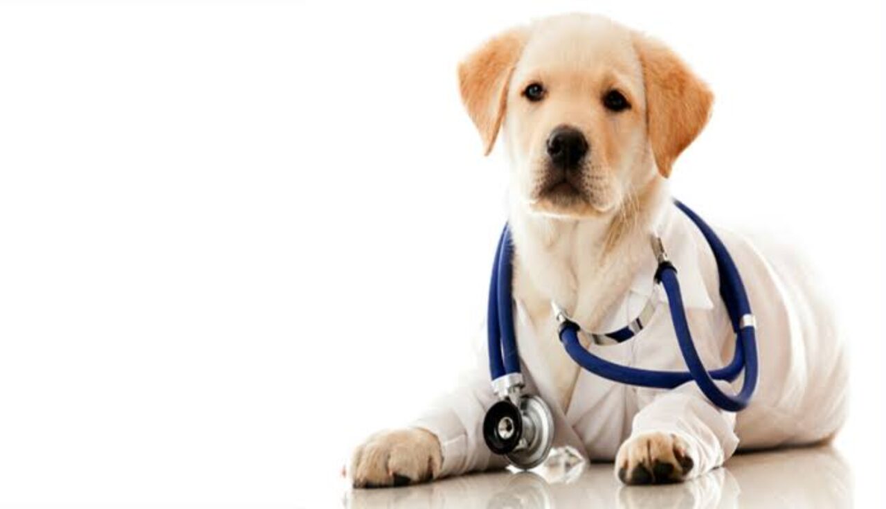 Pet Terapia