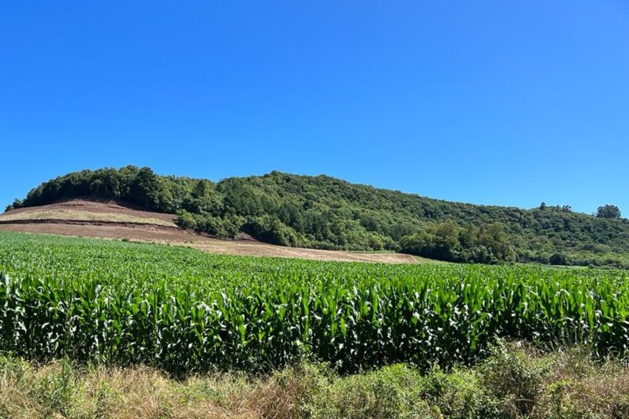 Foto: Lavouras ainda resistem ao baixo volume de chuvas.