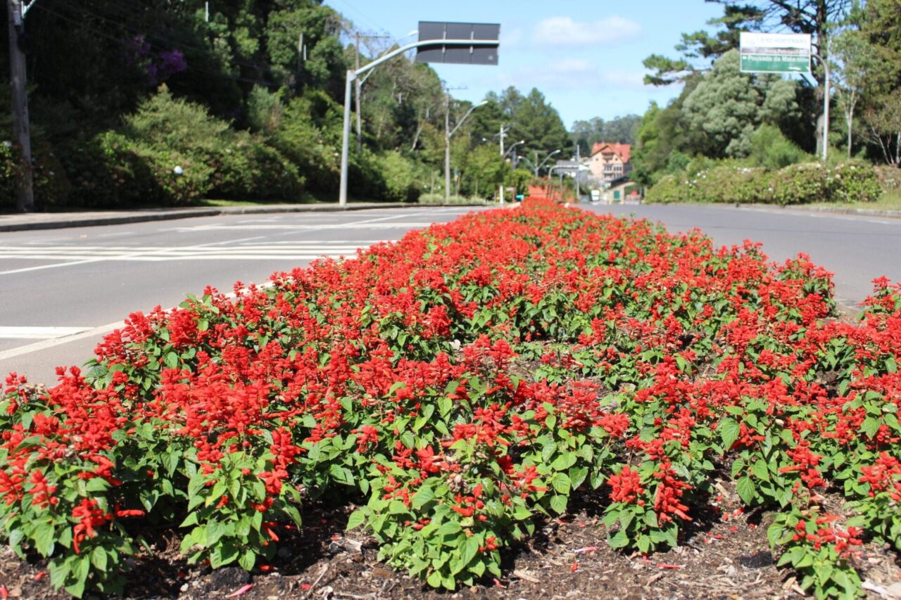 Plantação de Flores Gramado2