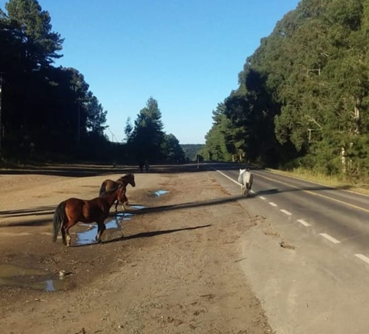 Recolhimento de cavalo4
