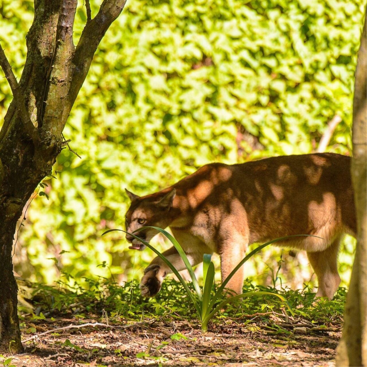 Secretaria de Meio Ambiente de Canela e 2º Pelotão Ambiental alertam e orientam sobre presença de puma na região