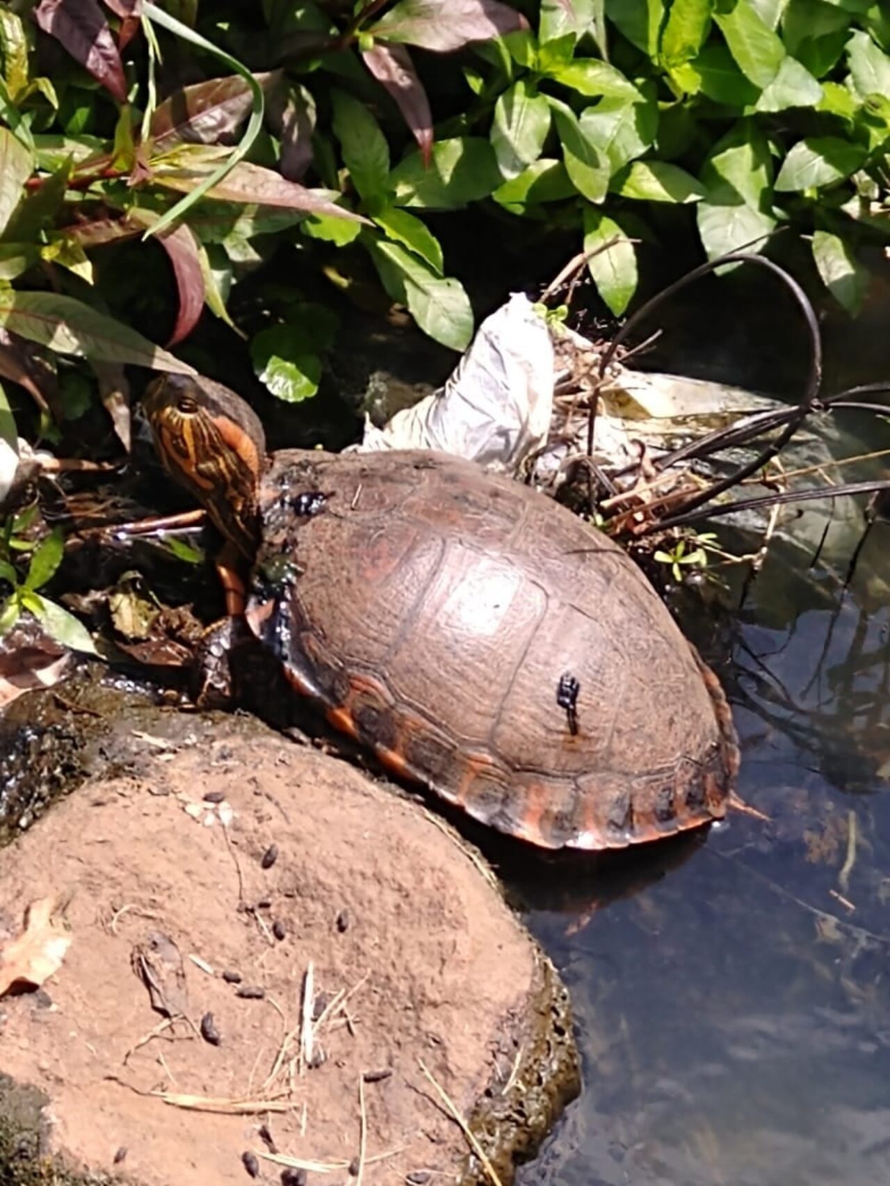 Tartaruga vivia em meio ao esgoto e ao lixo no canal do lago, na altura da Rua Sete de Setembro - Foto: Sérgio Rocha