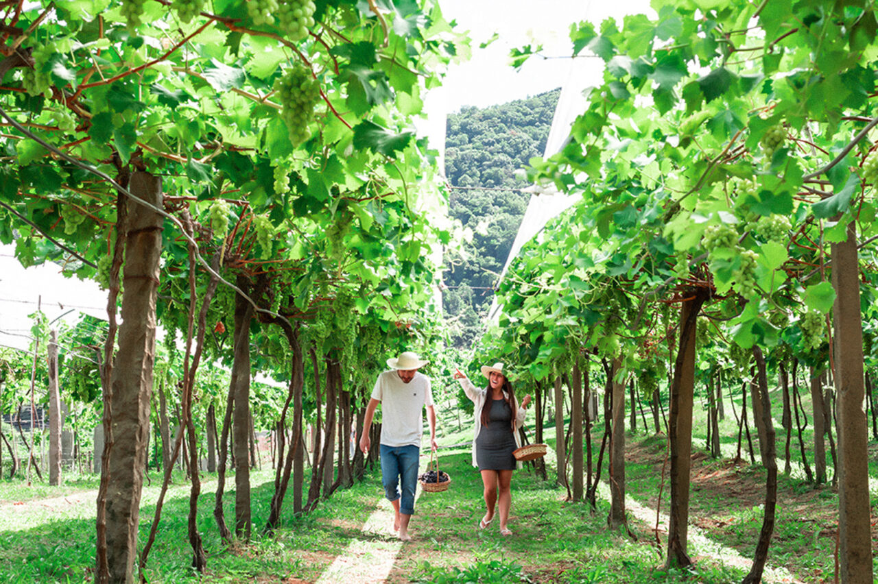Nos sábados de janeiro, Jolimont realiza o Tour Safra, com uma experiência imersiva no mundo do vinho, que inicia nos vinhedos da vinícola e inclui pisa de uvas.             
Crédito: Divulgação