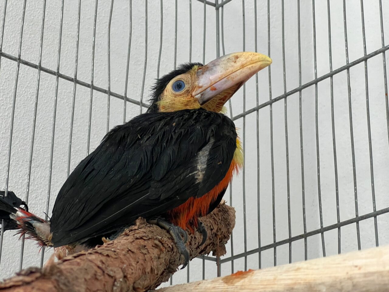 Foto: Tucano resgatado estava sem se alimentar e perdeu penas.