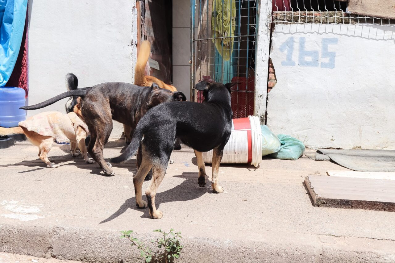 Tutores de animais moradores de Canela podem cadastrar seus animais para castração - Adriana Rabassa