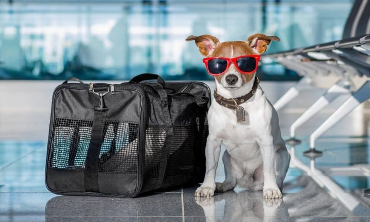 Viagem com os pets