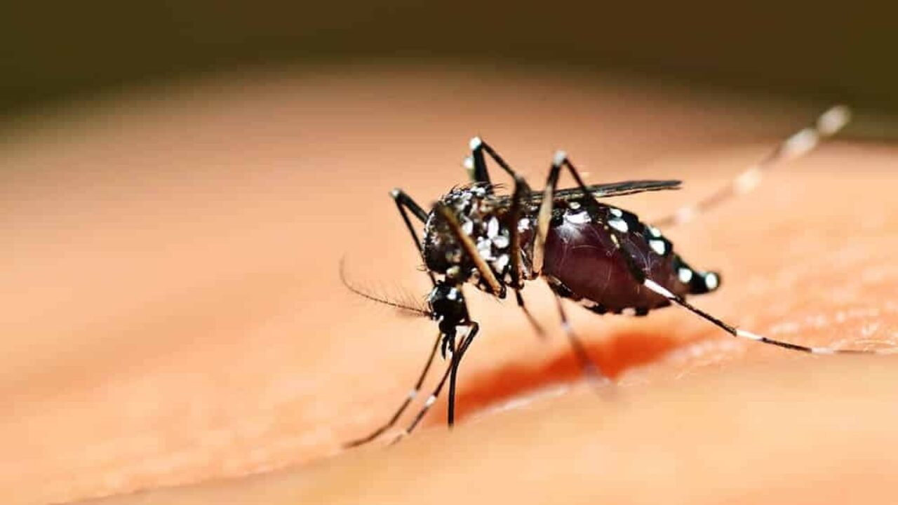Vigilância em Saúde alerta para risco de febre amarela na região