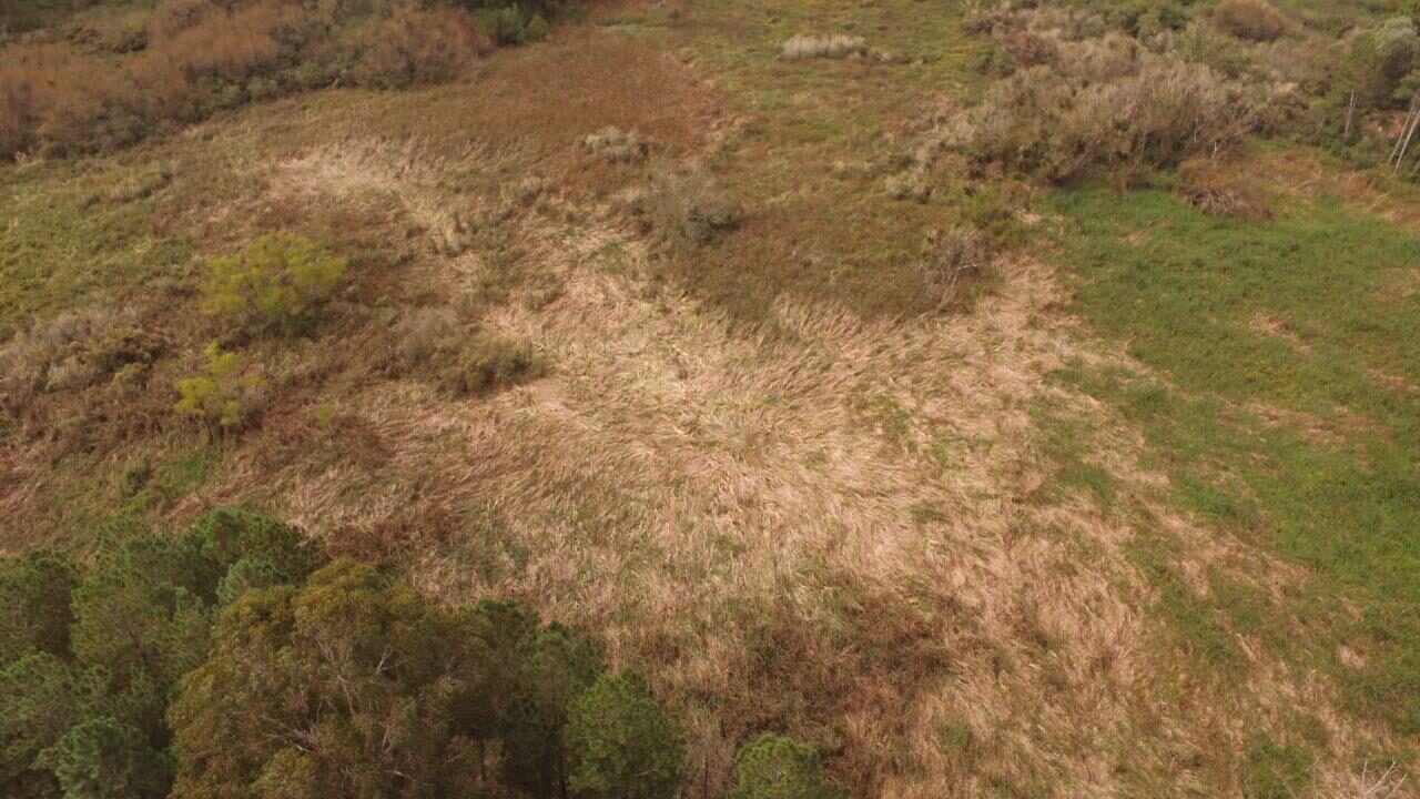 Área com vegetação deitada chega a mais de 3000m².
Foto: Douglas Caberlon