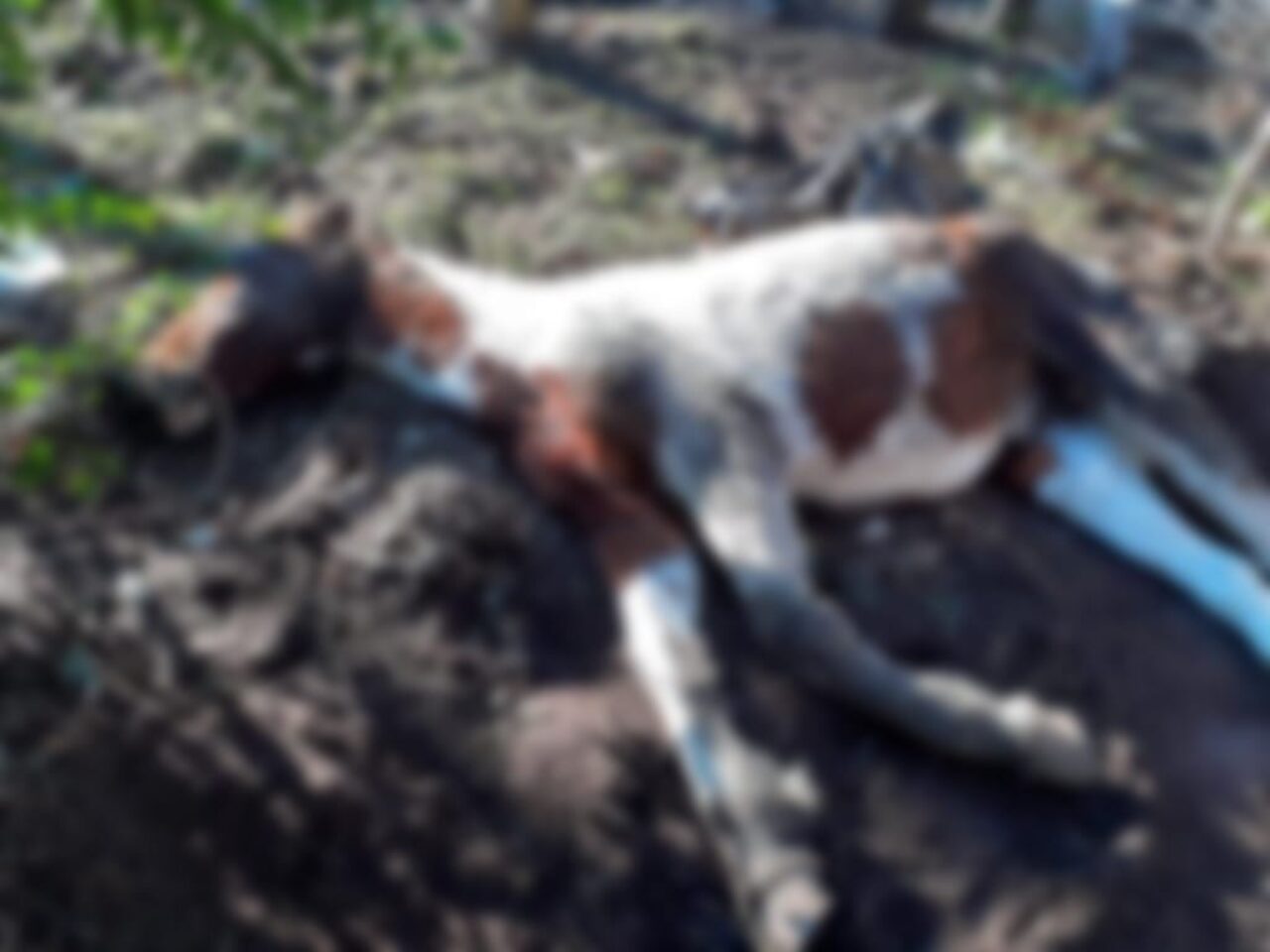 Fotos: Divulgação/Secretaria de Meio Ambiente - Um cavalo sucumbiu diante do grave quadro de desnutrição.