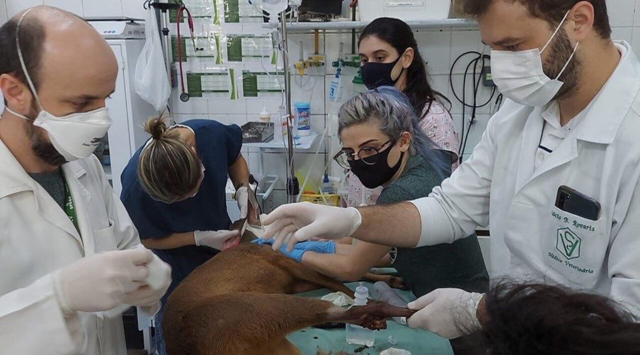 Fotos: Divulgação