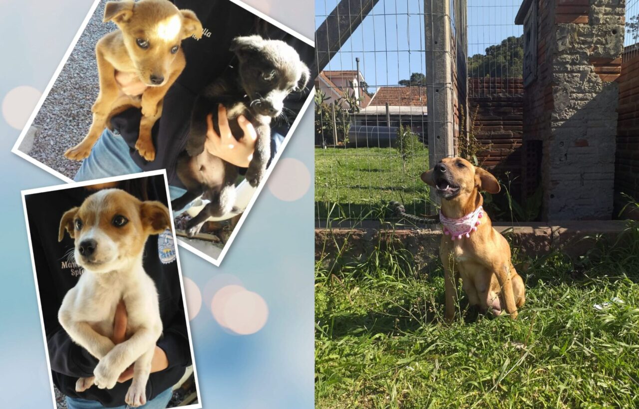 Confira alguns dos cães que estarão disponíveis para adoção - Fotos: Divulgação
